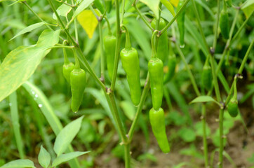 Sticker - Closeup of the bunch of ripe green chilly with plants and leaves