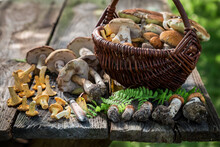 Edible Mushrooms Straight From Forest. Noble And Yellow Mushrooms.