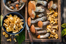 Wild Mushrooms Straight From Forest. Noble And Yellow Mushrooms.