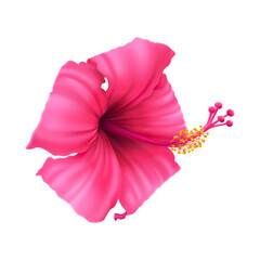 Poster - Realistic Hibiscus Flower