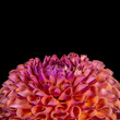 Floral fine art still life detailed color macro flower image of a single isolated blooming orange violet round wide open dahlia blossom on black background