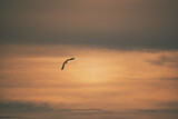 Fototapeta Na sufit - bird over the water in sky