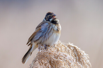 Wall Mural - Singing common reed bunting, Emberiza schoeniclus, bird in the reeds on a windy day