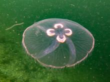 A Moon Jellyfish Or Aurelia Aurita With Yellow And Green Seaweed In The Background. Picture From Oresund, Malmo Sweden. Cold Green Water 