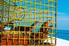 Live Fresh Lobster In A Trap Cage Freshly Raised From The Ocean On A Ship