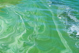 Fototapeta Mapy - Water pollution by blooming blue-green algae (Cyanobacteria) on Dnieper river