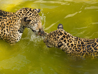 Jaguar playing in the water in the zoo