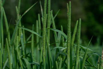 Poster - Shallow focus closeup shot of  green Phleum pratenses outdoors