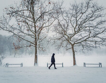 Lonely Person Walking In The Park In A Cold And Snowy Winter Day. Seasonal Blizzard Weather On The Street. Snowfall Morning In The Square And A Man Going Alone On The Alley Under Trees