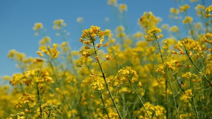 Fotomurales - Rapeseed canola yellow flowers in cultivated field