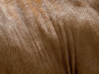 Brown cow  fur in the detail - texture