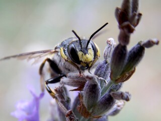 Wall Mural - wasp on a purple lavender flower