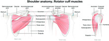 Shoulder Anatomy. Rotator Cuff Muscles. Labeled Vector Illustration