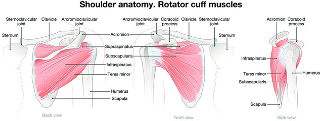 shoulder anatomy. rotator cuff muscles. labeled vector illustration