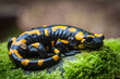 Closeup of a fire salamander on the rock covered in mosses in a field