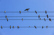 Swallows are on wires, silhouette photo