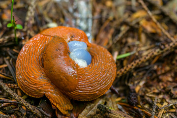 The Spanish slug, Arion vulgaris, 
breeding