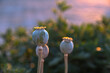 opium poppy seed heads on sunset