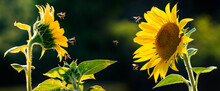 Honey Bees Apis Mellifera Drinking Nectar From Sunflower