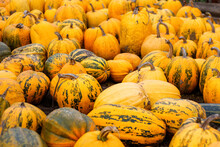 Defocus A Lot Of Yellow And Green Pumpkin At Outdoor Farmers Market. Colorful Stripe And Spot Varieties Of Pumpkins And Squashes.Pumpkin Patch. Halloween And Thanksgiving Holiday. Out Of Focus