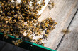 Honeybees gang up to smother deadly hornets near hive entrance