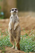 Suricata suricatta a single meerkat stands on a hill and looks into the camera