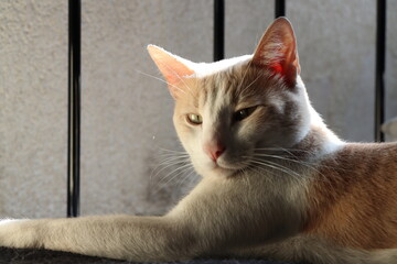 Gato relajándose en tarde soleada con una pared y reja de fondo, acercamiento del gato, retrato