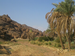 Wall Mural - trail in the desert