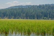 Beautiful Round Lake Near Plummer In Heyburn State Park, Benewah County, Idaho