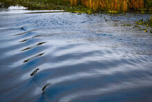 Boat Wake Ripples In The Florida Everglades Water