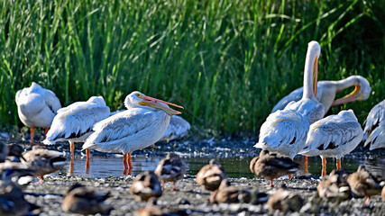 Poster - American White Pelican - Pelecanus erythrorhynchos