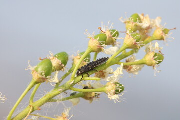 Larva of Two-spot ladybird or Adalia bipunctata on flowered bird cherry tree branch.