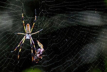 Golden Orb Weaver Spider And Prey In A Web