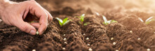 Farmer's Hand Planting Seeds In Soil