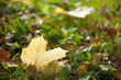 Yellow autumn maple leaves on the grass lying on a blurred background with shiny dew. Fall.