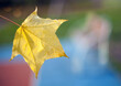 Yellow autumn leaves of a poplar on a tree branch lit by the bright sun on a blurred background of bench. Fall.