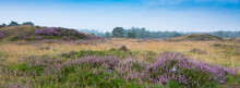 Colorful Purple Heather  And Pine Trees On Heath Near Zeist In The Netherlands
