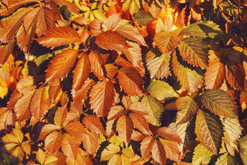 Wall Mural - Fall banner. Beautiful autumn yellow and golden red foliage in golden sun. Falling leaves natural background landscape. copy space, selective focus. Full frame