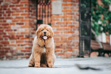 Poster - Red tibetan mastiff dog posing outside in the park.	
