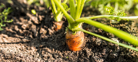 Fresh orange carrot background. Gardening on the village. Summer content.