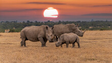 White Rhinoceros Ceratotherium Simum Square-lipped Rhinoceros At Khama Rhino Sanctuary Kenya Africa.sunset