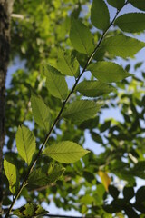 Poster - Plants in the forest