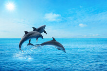 Beautiful Bottlenose Dolphins Jumping Out Of Sea With Clear Blue Water On Sunny Day