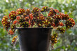 Beautiful backlit begonia kit kat rhizomatous hybrid on natural background