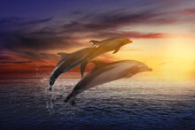 Beautiful Bottlenose Dolphins Jumping Out Of Sea At Sunset