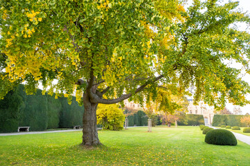 Wall Mural - green and yellow trees in early autumn park.