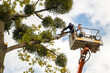 © bilanol - Two male service workers cutting down big tree branches with chainsaw from high chair lift platform.