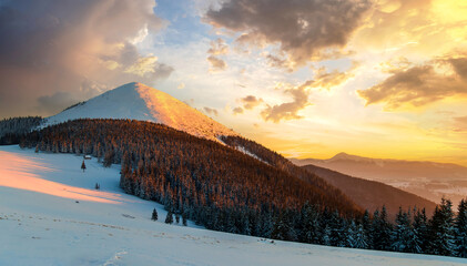 Wall Mural - Soft sunset in winter snow covered Carpathian mountains