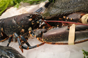 Seafood on display in a fishmonger's shop