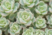 Top View  Flowers Small Succulent Echeveria Cactus Flowers Stone Roses Moss Plan Group Blooming In Garden , Texture Ornamental Plants Nature Patterns For Background.
